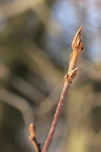 File:Frangula-alnus-buds-2010-02-11.jpg