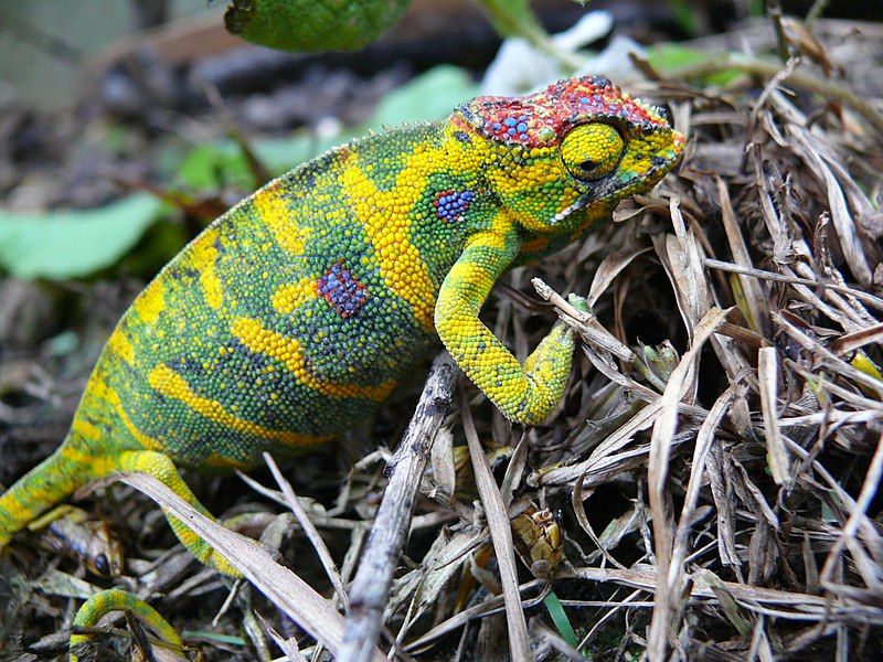 File:Furcifer Minor.JPG