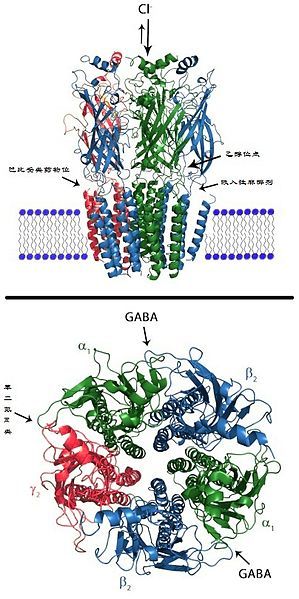 File:GABAAreceptor.jpg