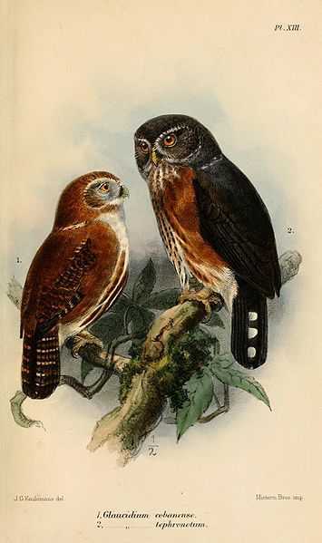 File:GlaucidiumKeulemans.jpg