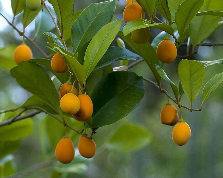 File:Goetzea elegans fruit.jpg