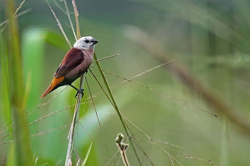 File:Grey-headed Munia 0A2A1942.jpg