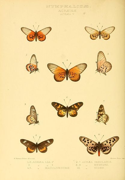 File:GroseSmithKirby1901RhopExotPlate5.jpg