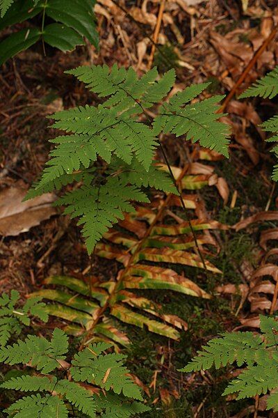 File:Gymnocarpium dryopteris 0318.JPG