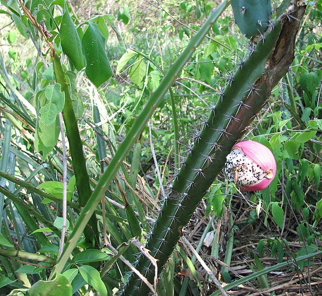 File:Harrisia bonplandii Pantanal.jpg