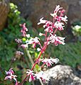 Heuchera brevistaminea