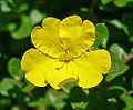 Hibbertia aspera