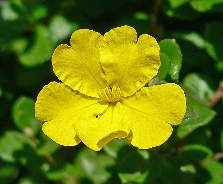 File:Hibbertia aspera 3.jpg