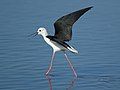 Black-winged stilt, Himantopus himantopus