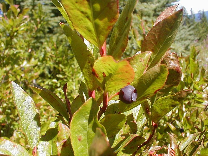 File:Huckleberry.jpg