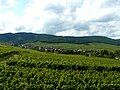 Vineyards in the Hunawihr hills.