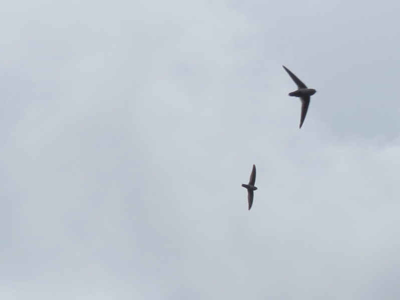 File:Hunting plume-toed swiftlets.png