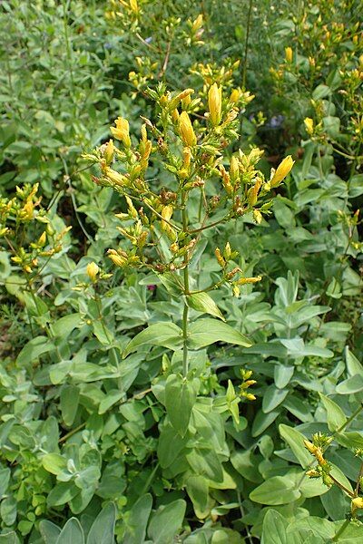 File:Hypericum annulatum kz01.jpg