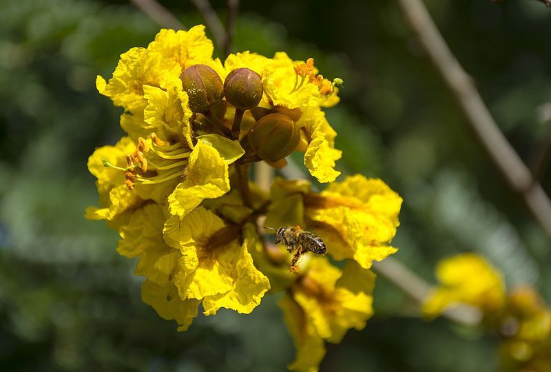 File:Insecto polinizando.jpg