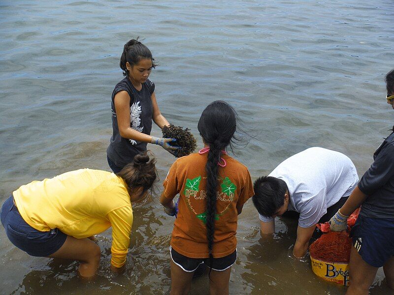 File:Invasive Algae Removal.JPG