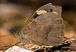 Meadow Argus