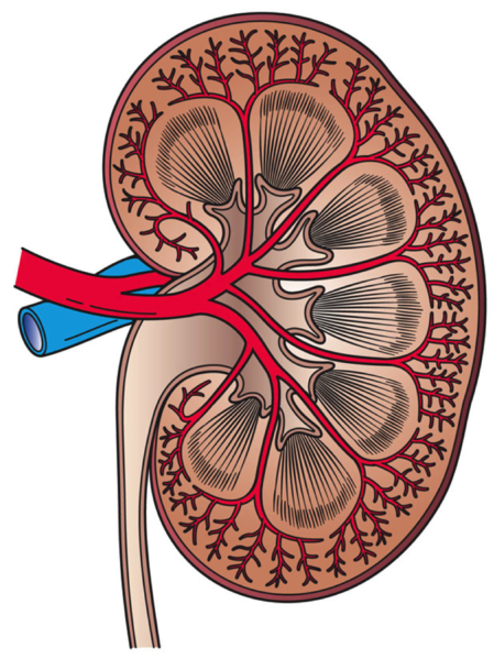 File:Kidney Cross Section.png