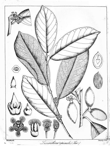 File:Lasianthera apicaulis Govindoo.jpg