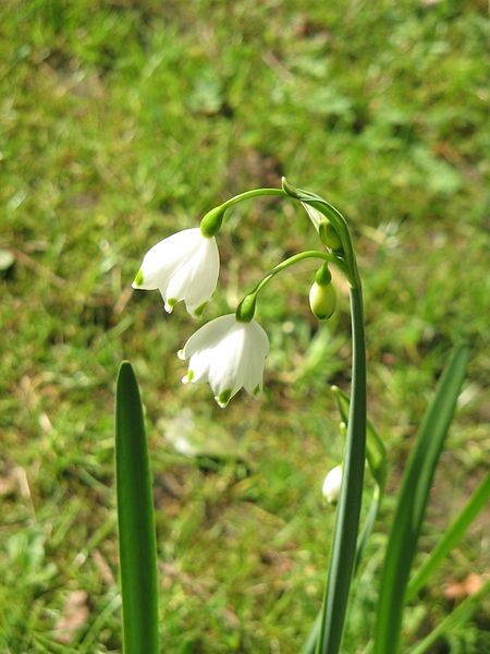 File:Leucojum aestivum flowers1.jpg