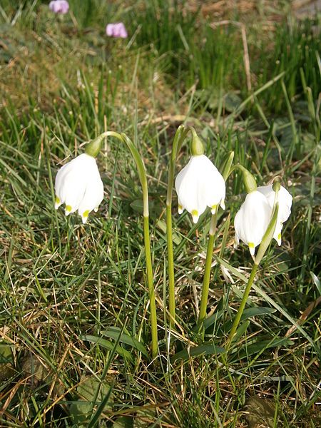 File:Leucojum vernum 06.JPG