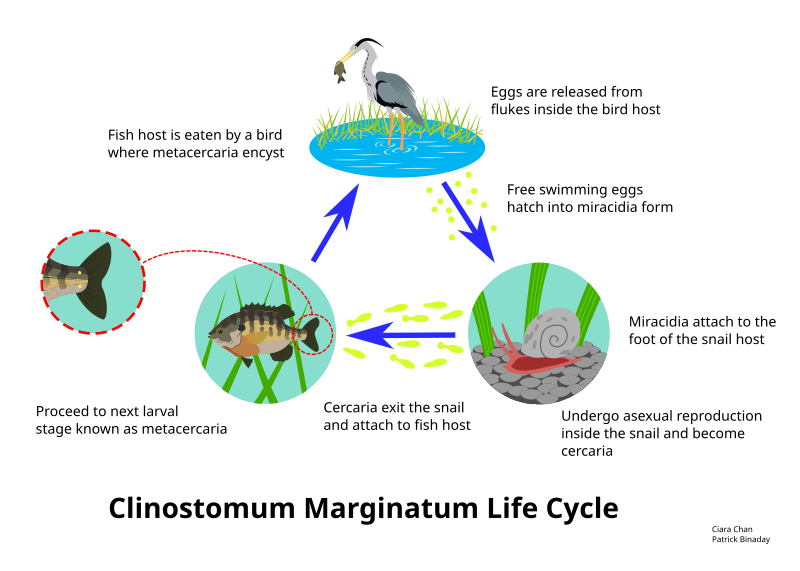 File:Life cycle2.svg