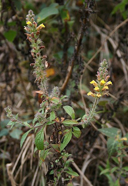 File:Lindenbergia philippensis 2.jpg