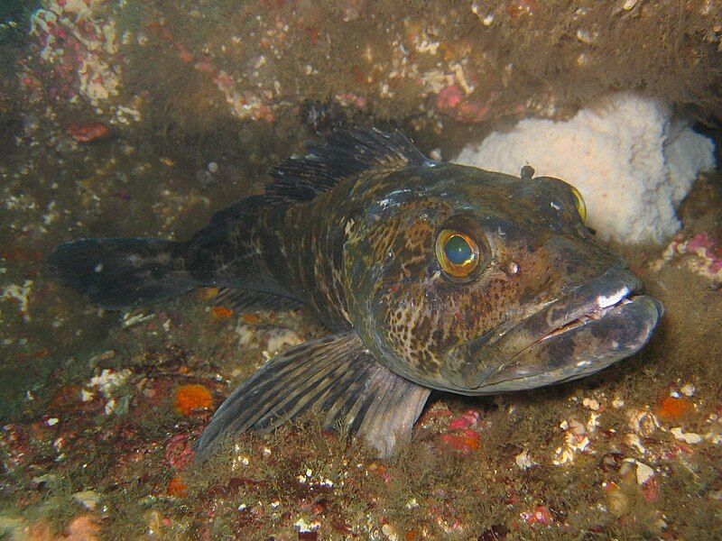 File:Lingcod1.JPG