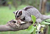 Mahogany glider