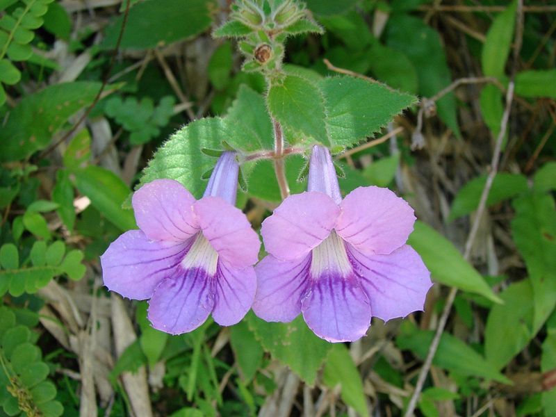 File:Mandirola multiflora.jpg