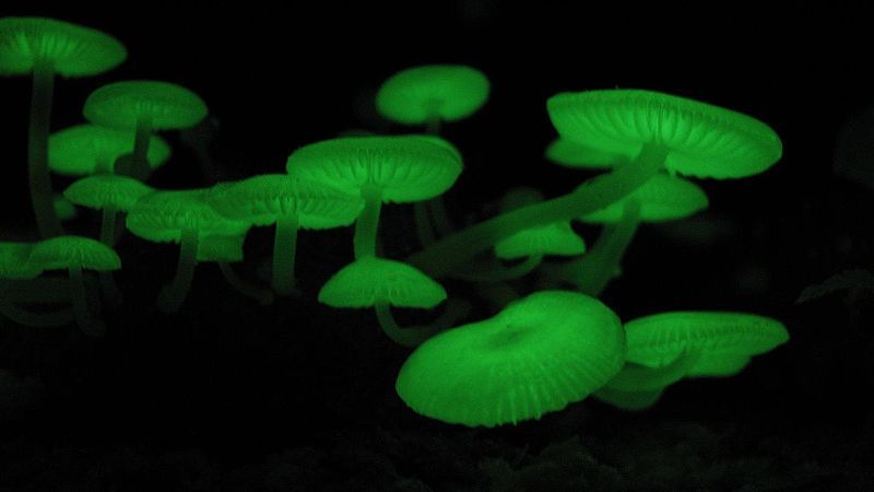 File:Mycena chlorophos.jpg