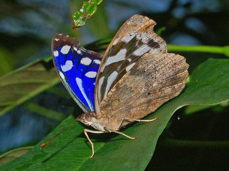 File:Myscelia cyaniris-1.JPG