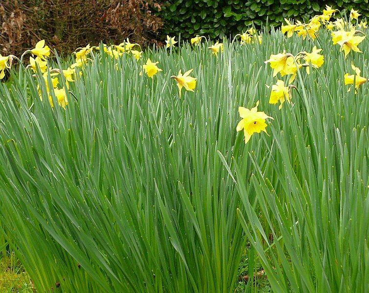 File:Narcissus major001.jpg