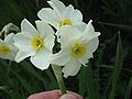 Narcissus ×medioluteus with 3 flowers