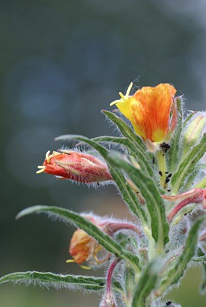 File:Oenothera campylocalyx 04.JPG