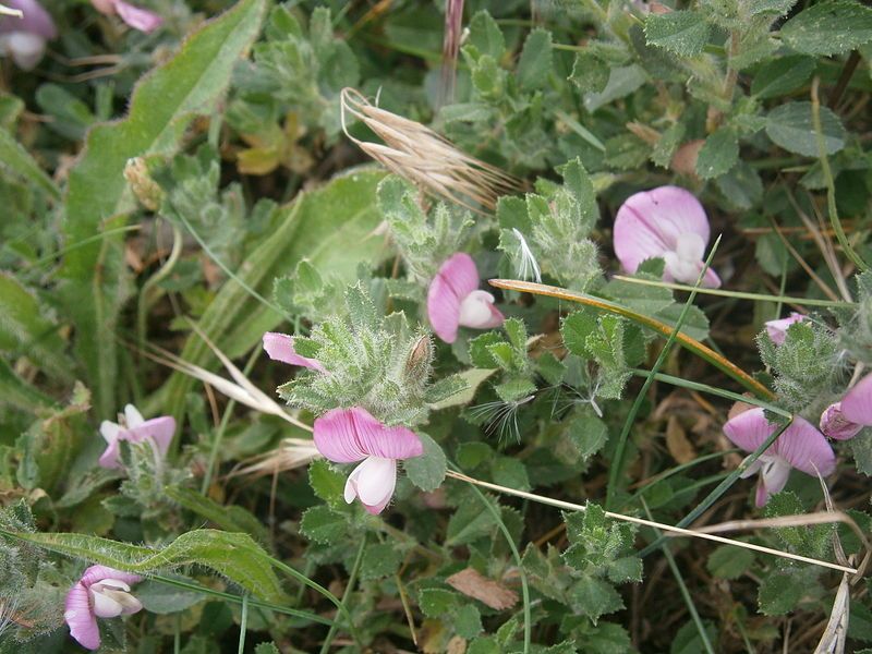 File:Ononis repens 001.JPG