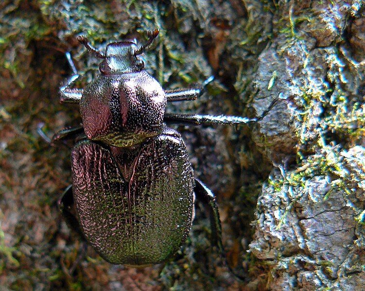 File:Osmoderma scabra.jpg