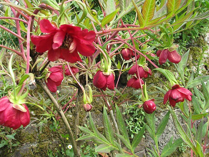 File:Paeonia-delavayi.jpg