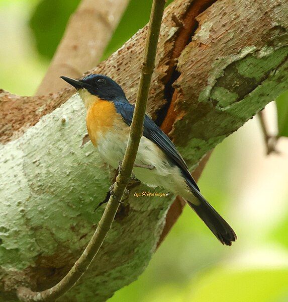 File:Palawan Blue Flycatcher.jpg