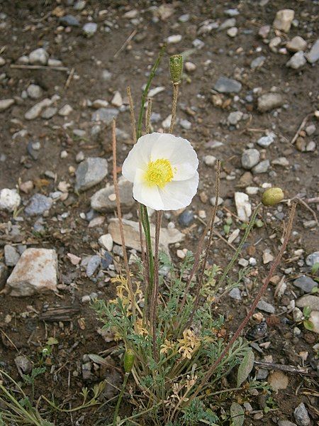 File:Papaver sendtneri.JPG