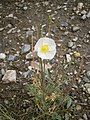 Papaver sendtneri