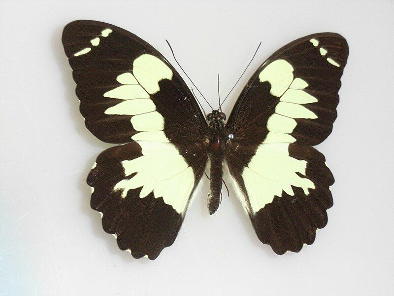 File:Papilioeuchenor.JPG