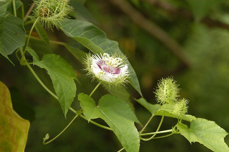 File:Passiflora ciliata1.jpg