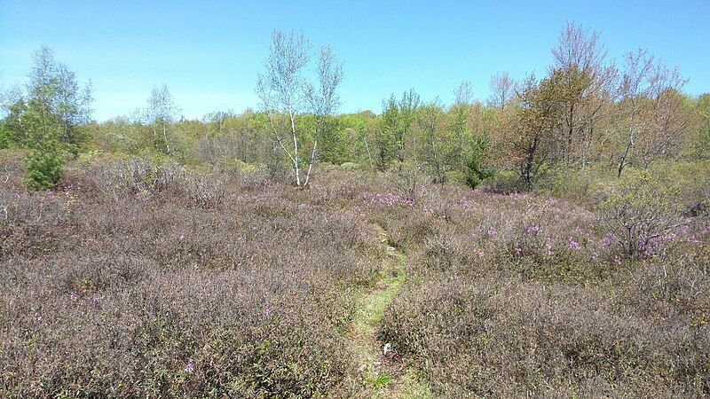 File:Pinchot Trail meadow.jpg