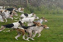 A pack of hounds run through a grassy field next to a stone wall.