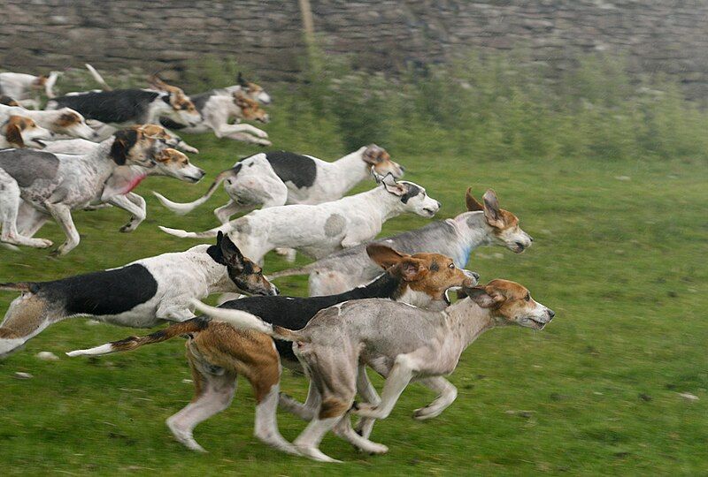 File:Racing hounds.jpg