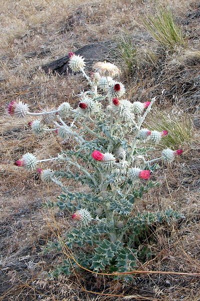 File:Red thistles.jpg