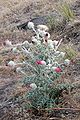 Red thistles