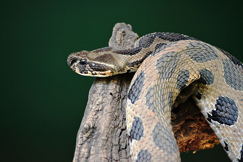 File:Russell's Viper(Ghonus).jpg