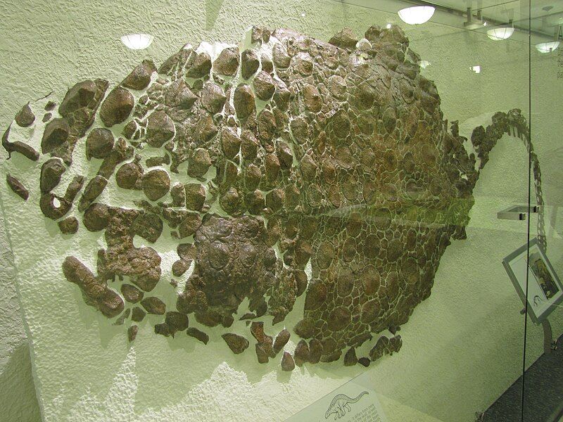 File:Sauropelta armor.jpg