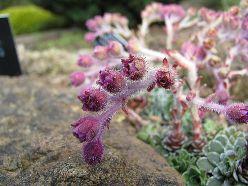 File:Saxifraga federici-augusti (2502577397).jpg